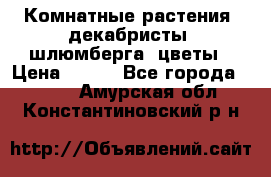 Комнатные растения, декабристы (шлюмберга) цветы › Цена ­ 300 - Все города  »    . Амурская обл.,Константиновский р-н